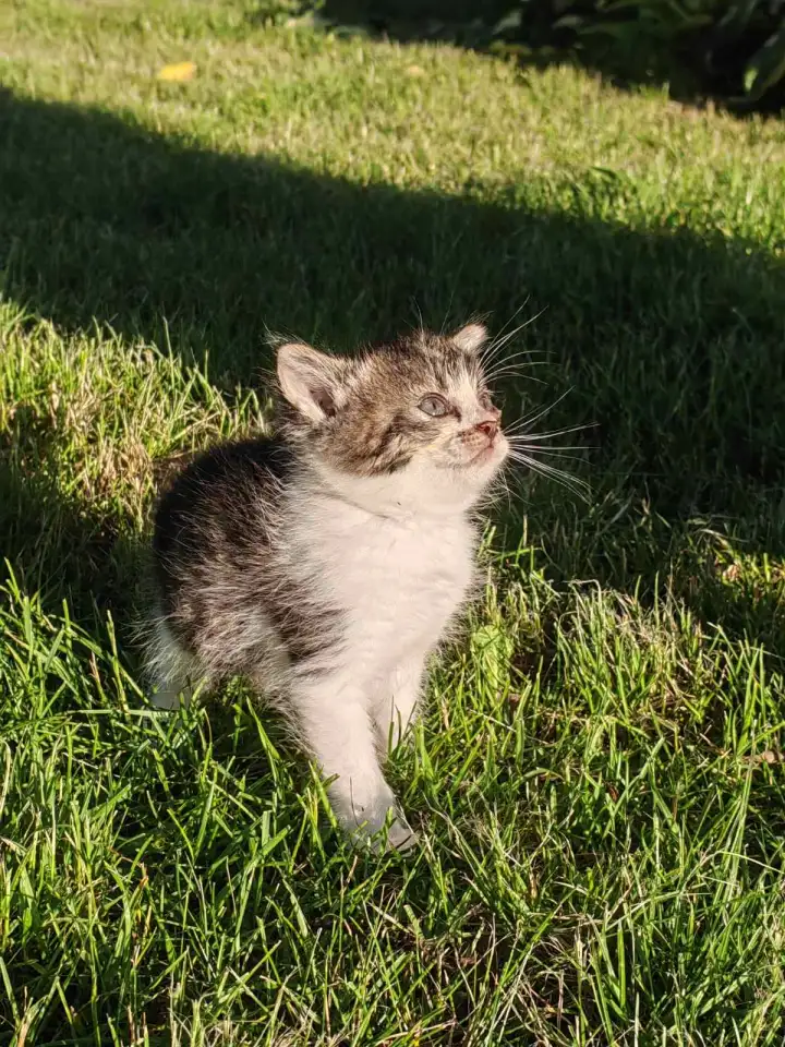 Котята даром, фотография 5
