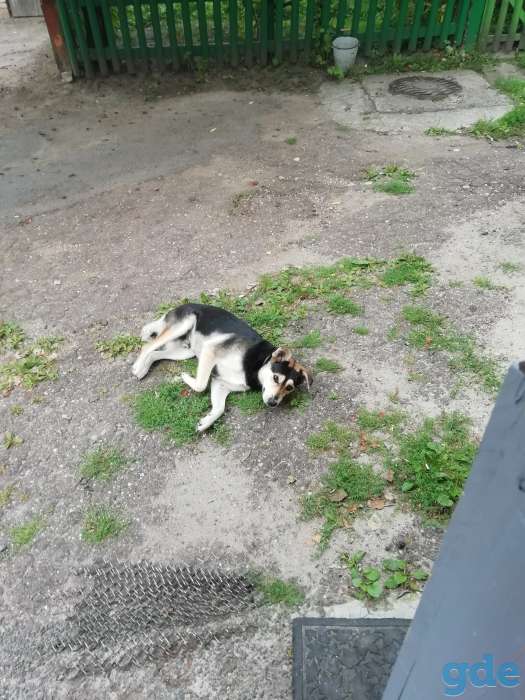 Отдам в хорошие руки собаку, фотография 1