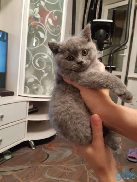 Британские котята, фотография 1