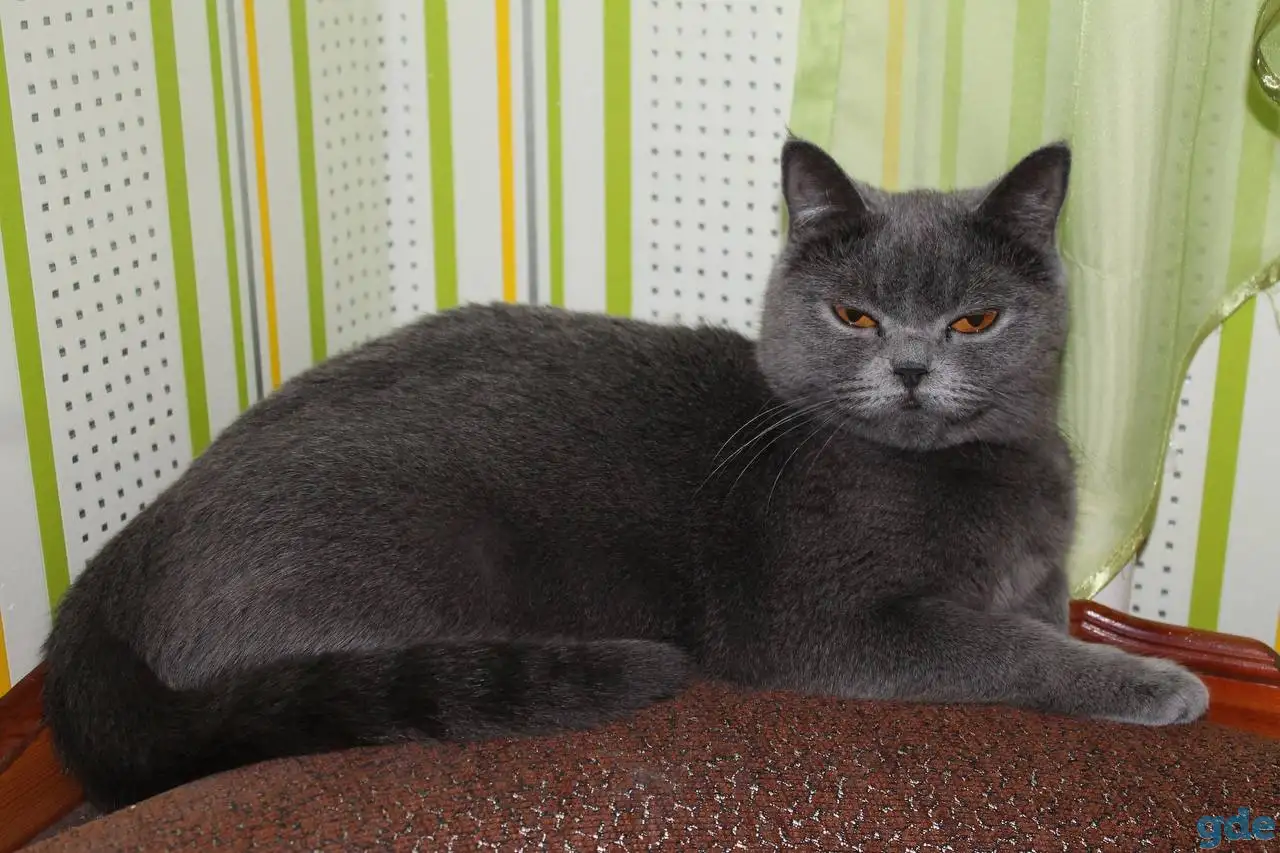 Котята британцы, фотография 5