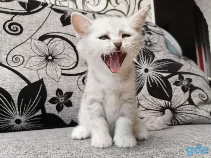 Котёнок, фотография 2