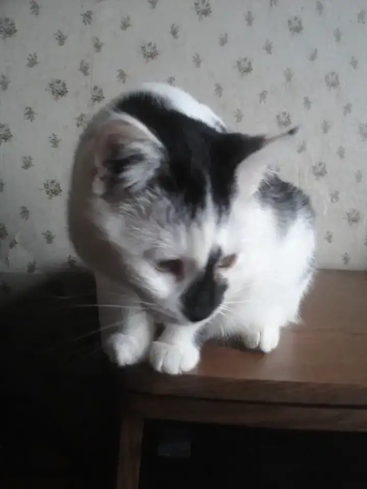 КОТЕНОК МАЛЬЧИК 2.5 МЕС., фотография 3