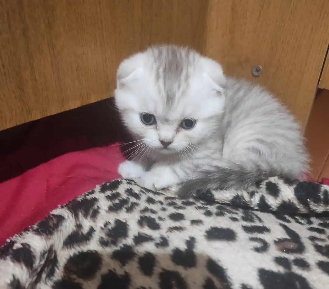 Продам котят шотландской породы, фотография 3