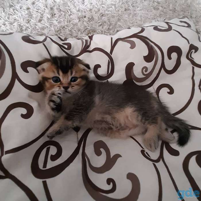 Котята шотландские, фотография 2