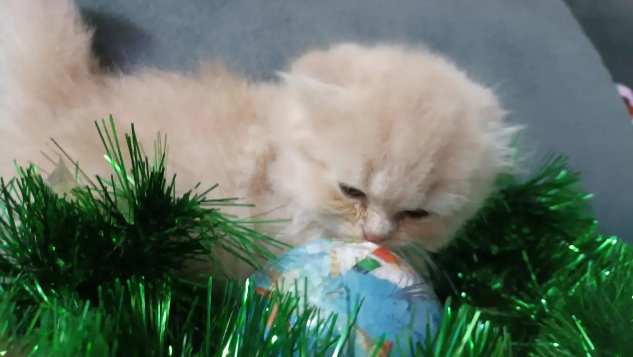 Шотландские котята, фотография 4