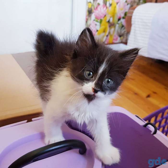 Котята бесплатно., фотография 4