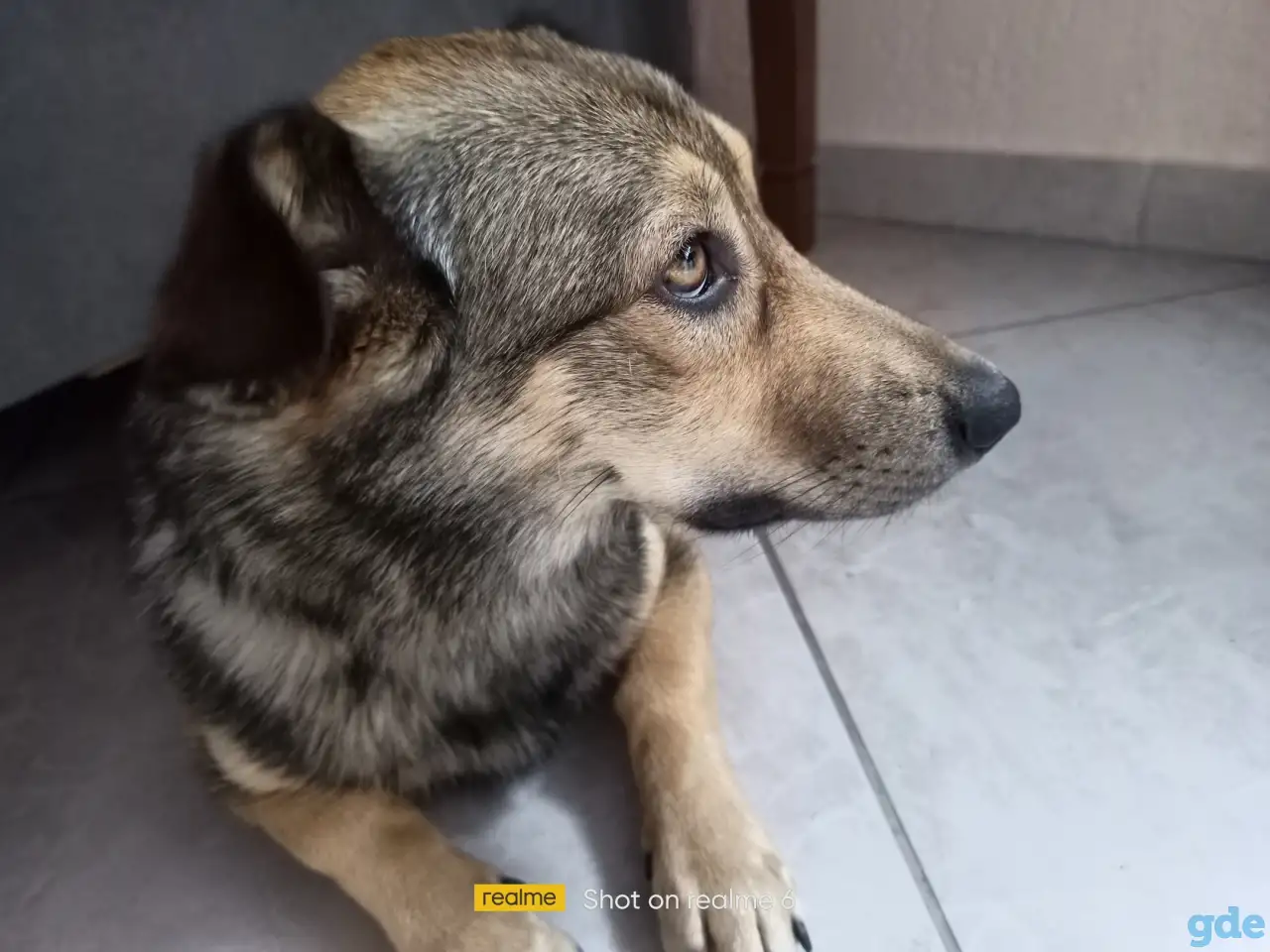 Собака, в хорошие руки., фотография 1