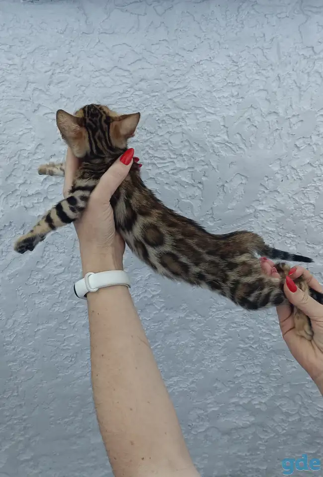 Бенгальские котята, фотография 3
