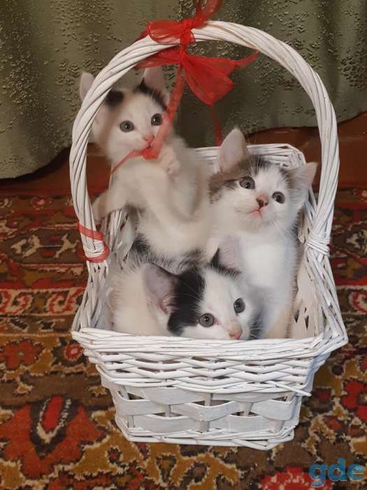 Котята в добрые руки, фотография 1