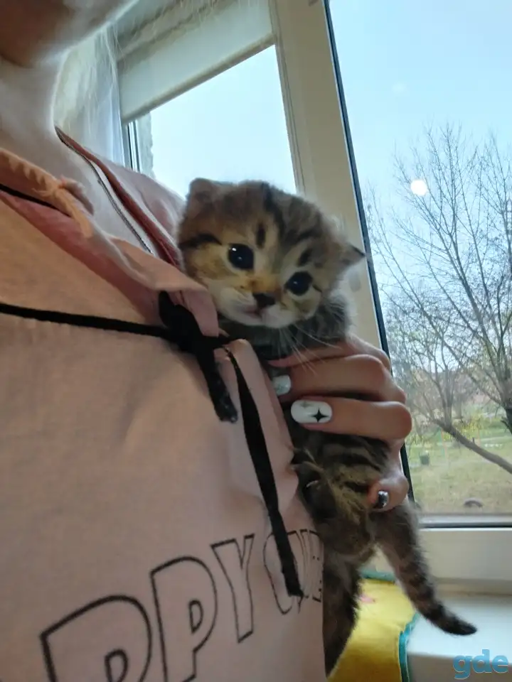 Шотландские котята, фотография 7