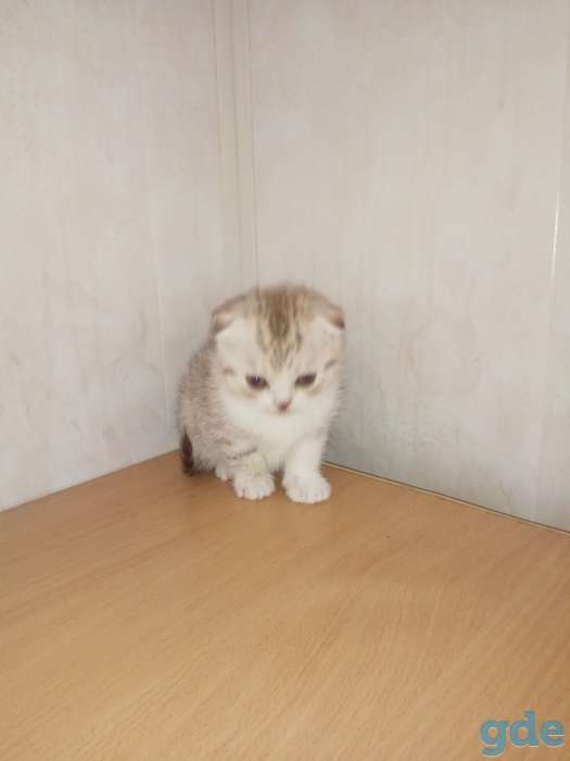 Продать котята разных окрасов, фотография 2