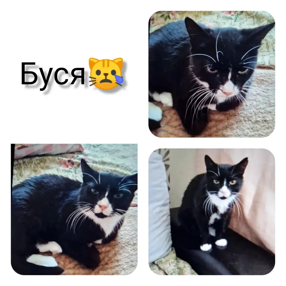 Буся в дар. Срочно, фотография 1
