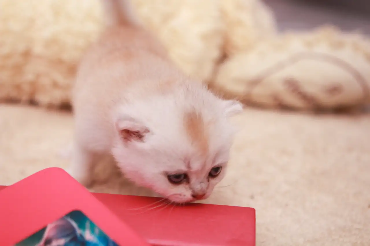 Котята шотландские, фотография 5