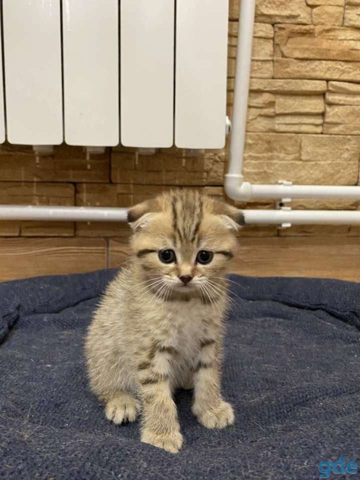 Котята, фотография 6