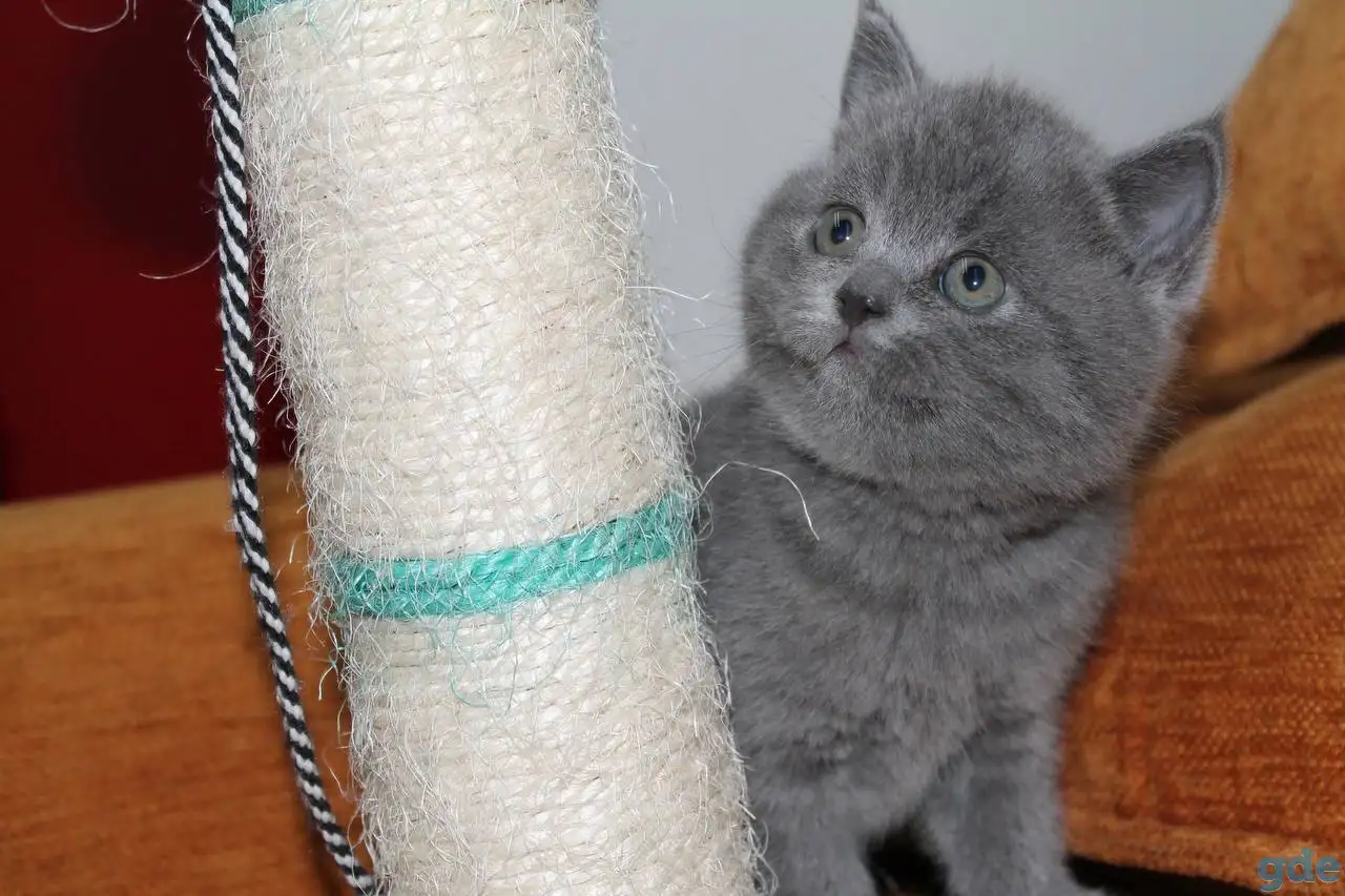 Котята британцы, фотография 2