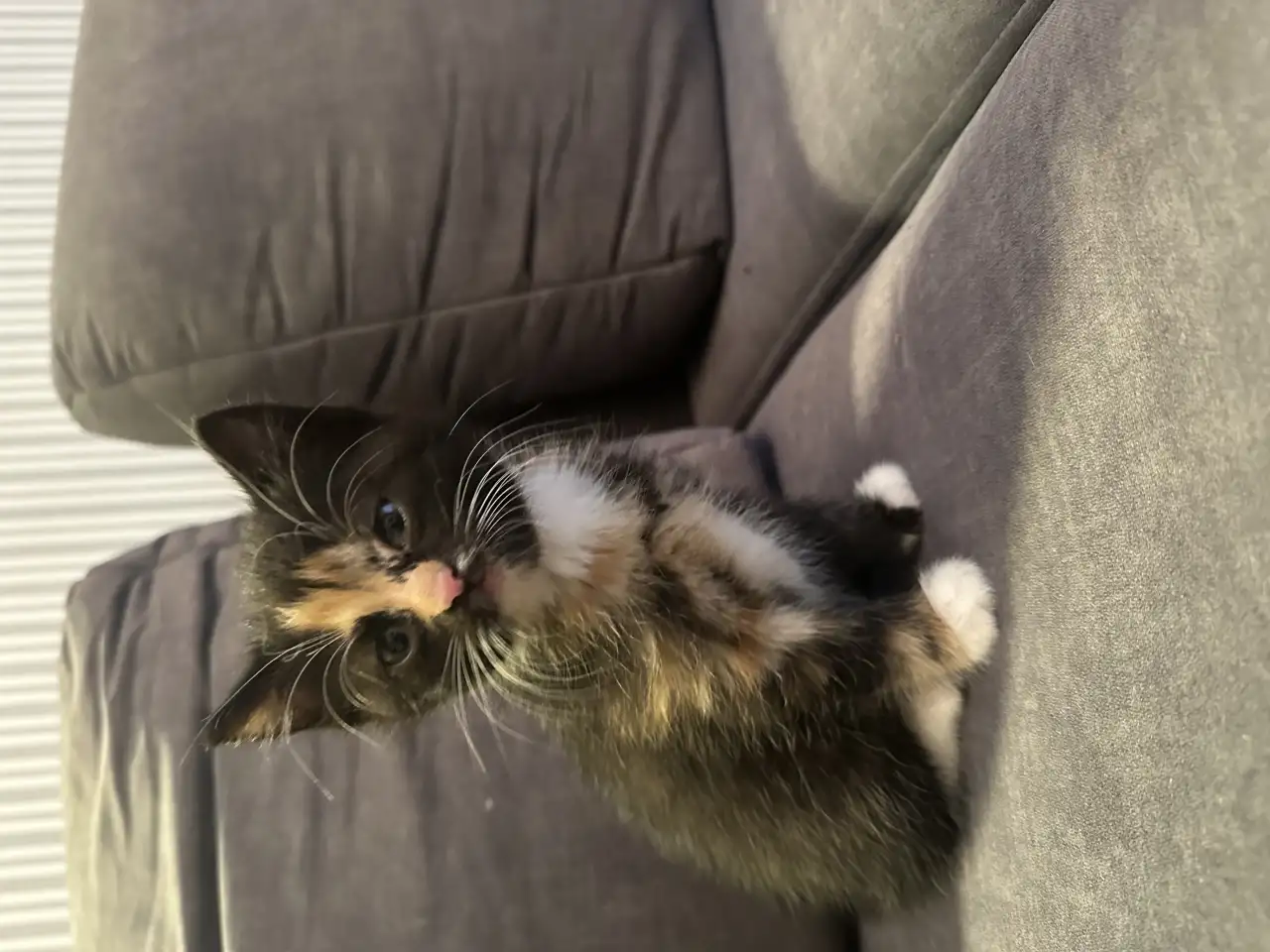 ОТДАДИМ КОТЯТ, фотография 2