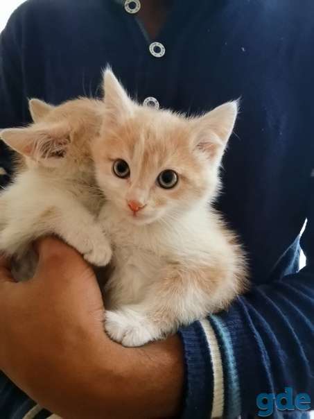 Котята ищут дом, фотография 2