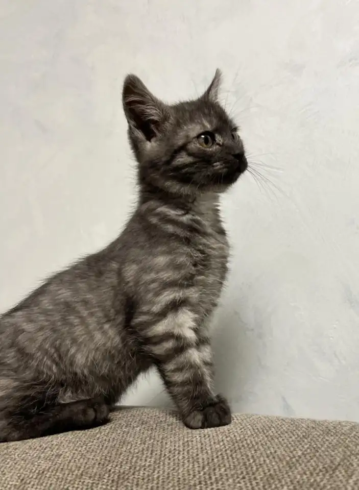 Котенок в добрые руки, фотография 2