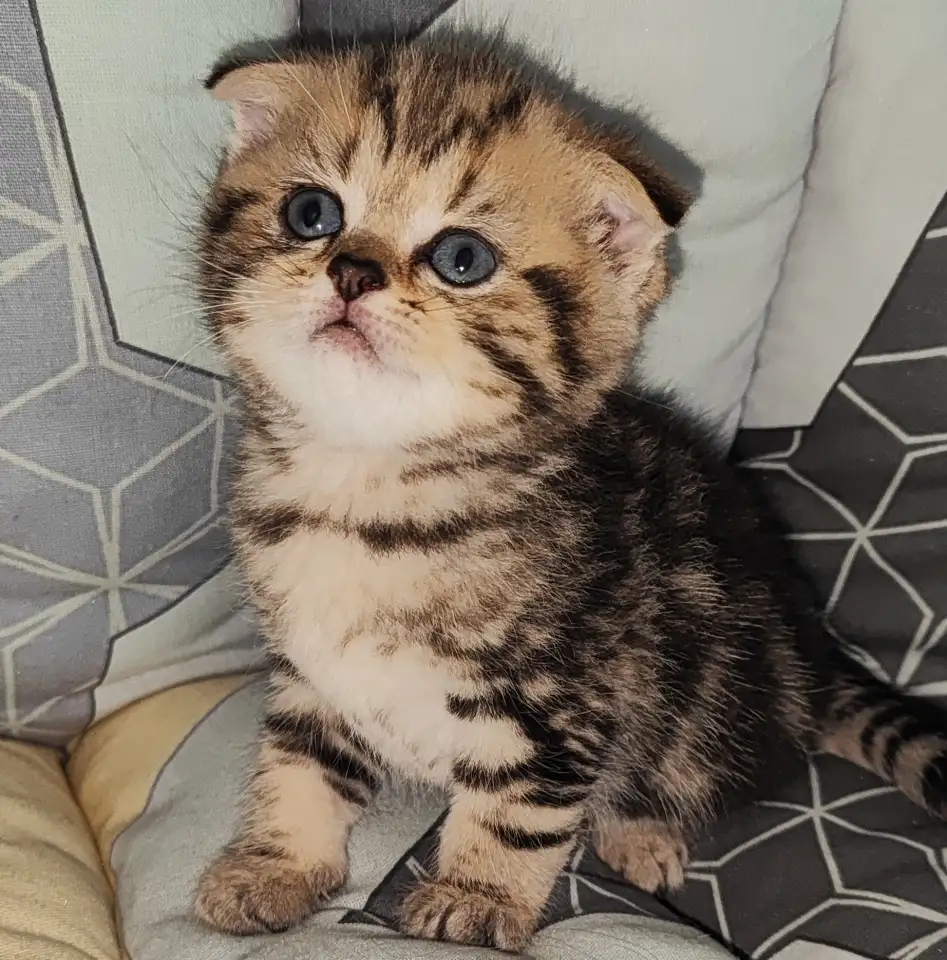 Шотландские котята, фотография 4