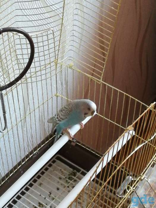 Продам попугайчика, фотография 2