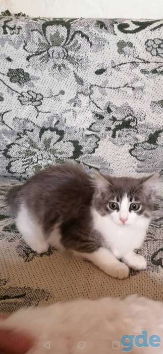 Отдадим котика в хорошие руки, фотография 3