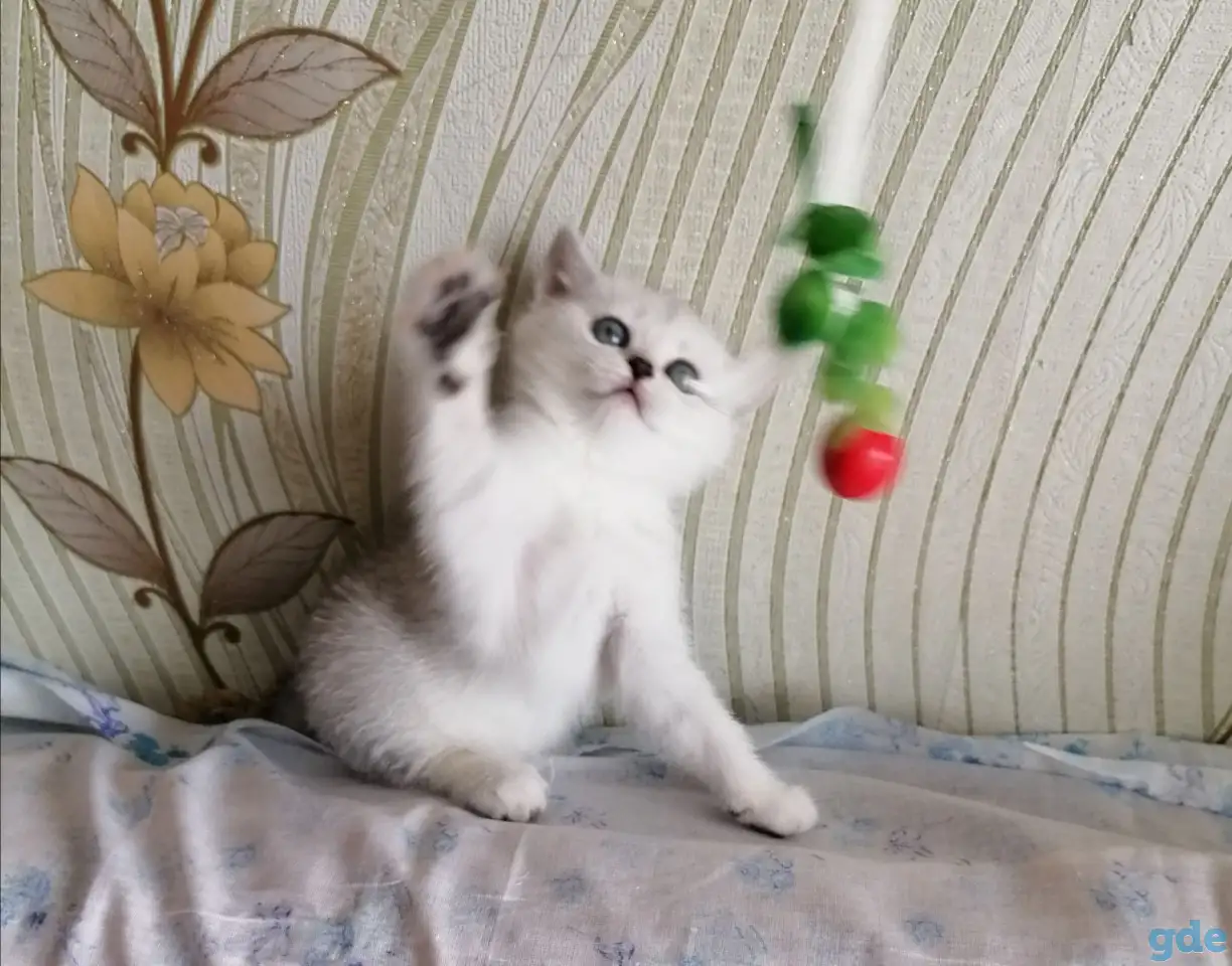 Британские котята, фотография 2