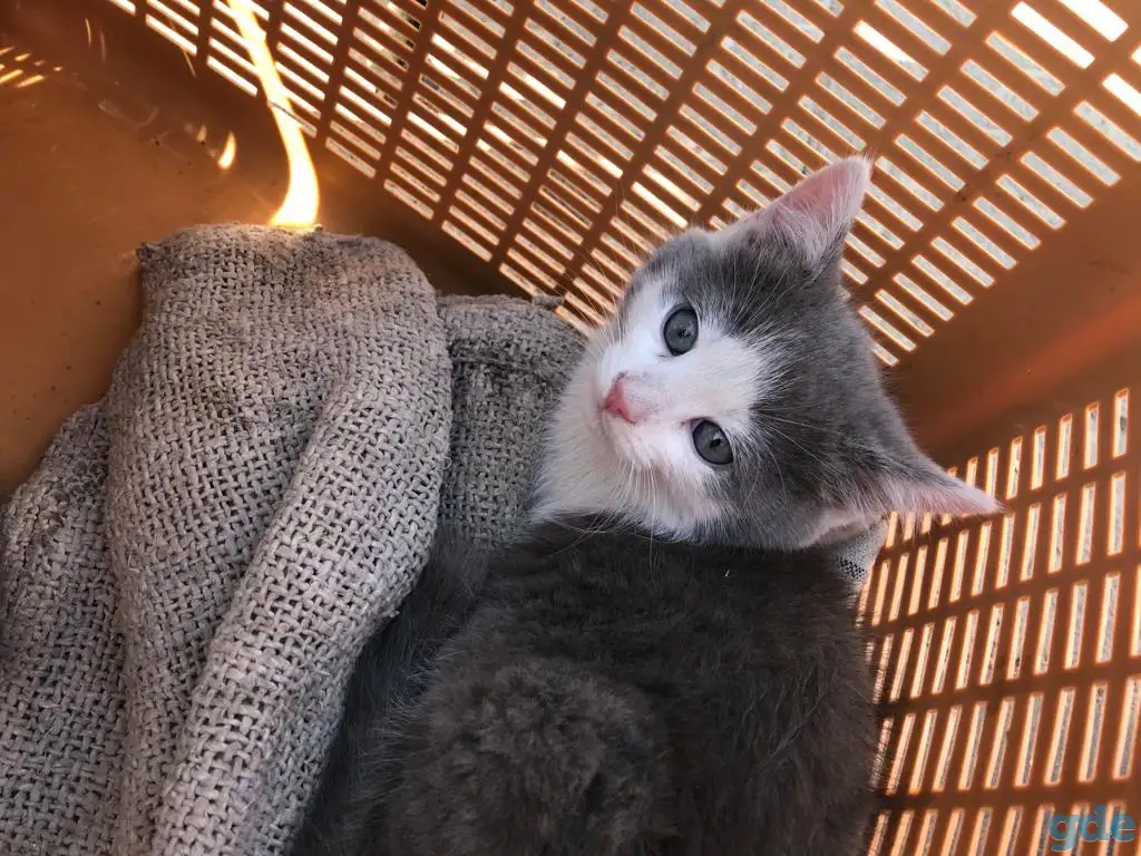 Котята девочки бесплатно, фотография 4
