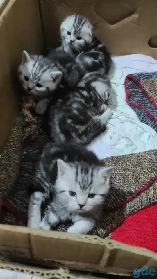 Шотландские мраморные котята, фотография 1