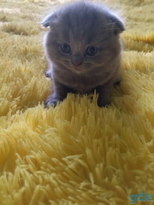 Продам шотландских малышей., фотография 2