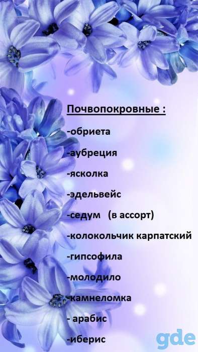 продам рассаду цветов, фотография 3