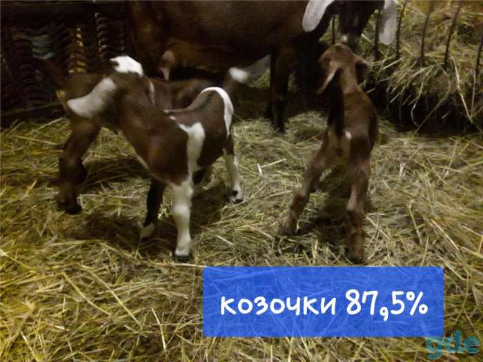 Продам продаются козочки англо, фотография 4
