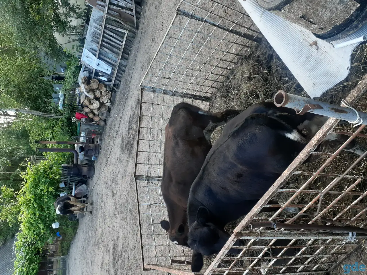 Продам двух телок, фотография 2