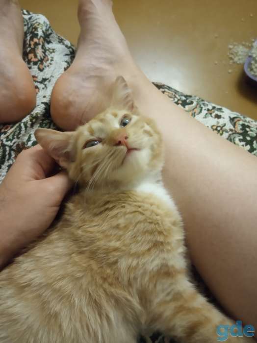 Котёнок в дар, фотография 2