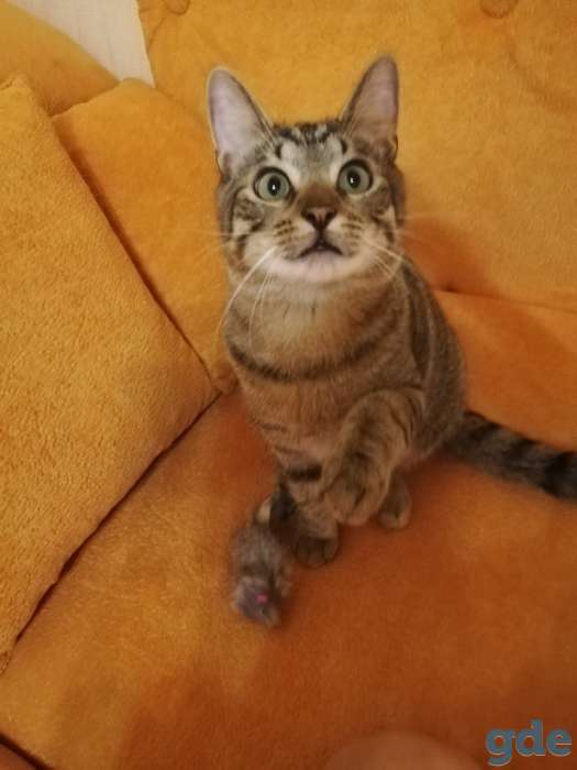 Котик Пуська ищет дом!, фотография 3