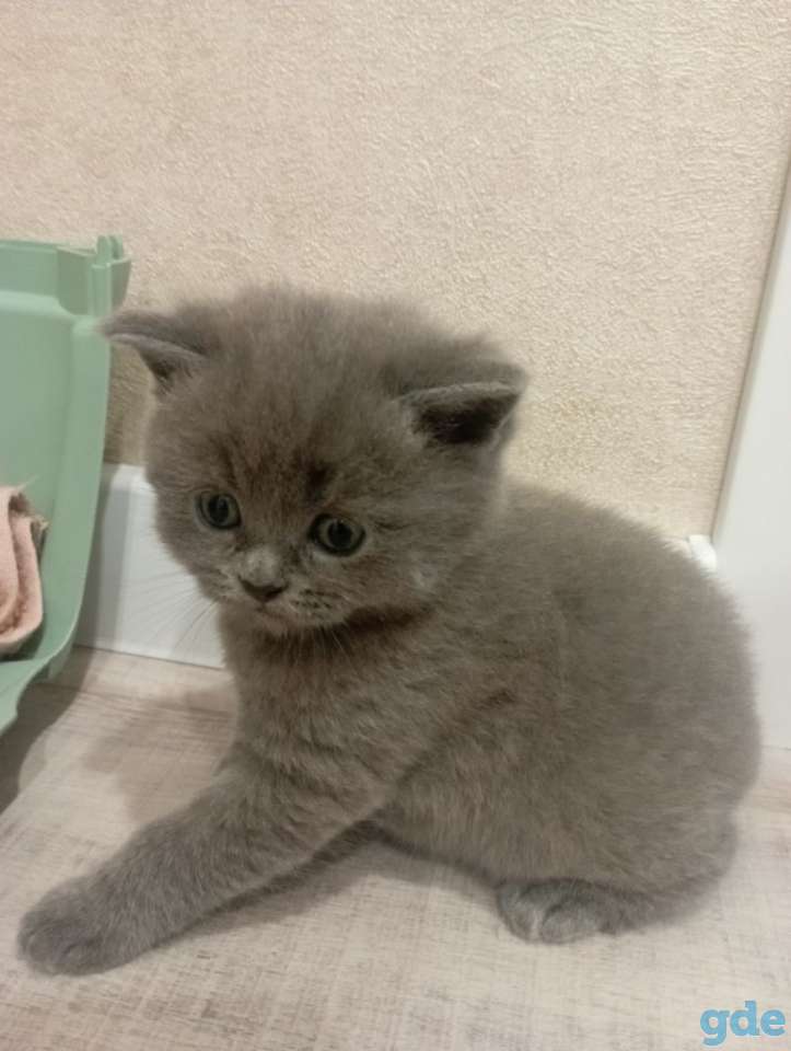 Шотландские котята, фотография 2