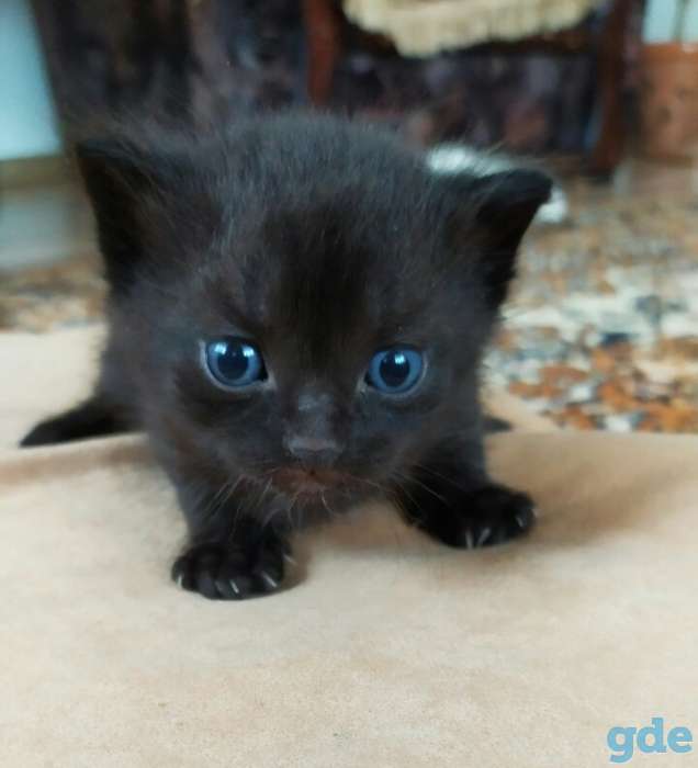 Отдам котят в хорошие руки, фотография 1