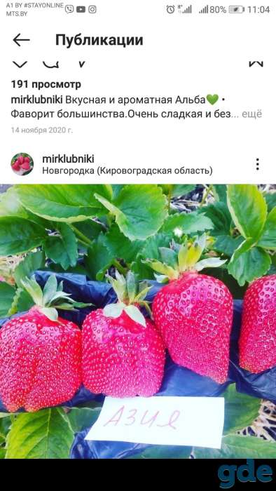 Саженцы клубники по технологии фриго, фотография 3