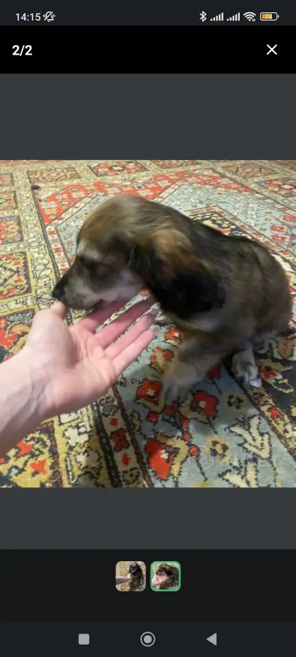 !!СРОЧНО!! отдаю щенка, фотография 1