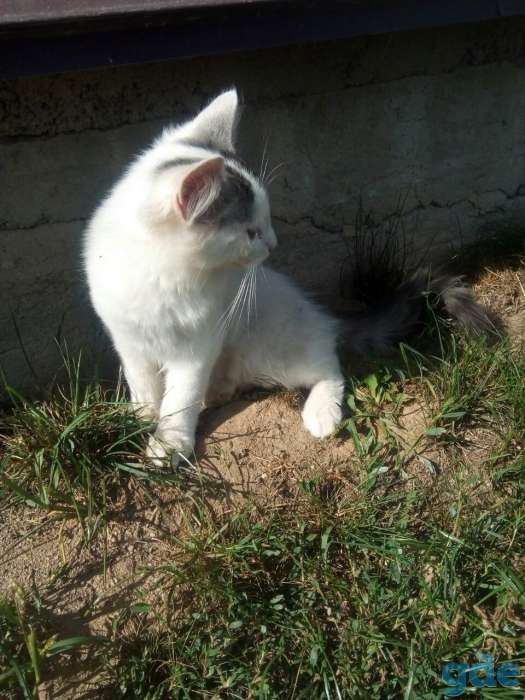 Котята в добрые руки, фотография 4