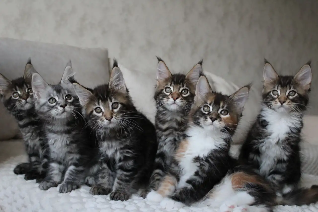 Мейн-кун котята, фотография 2