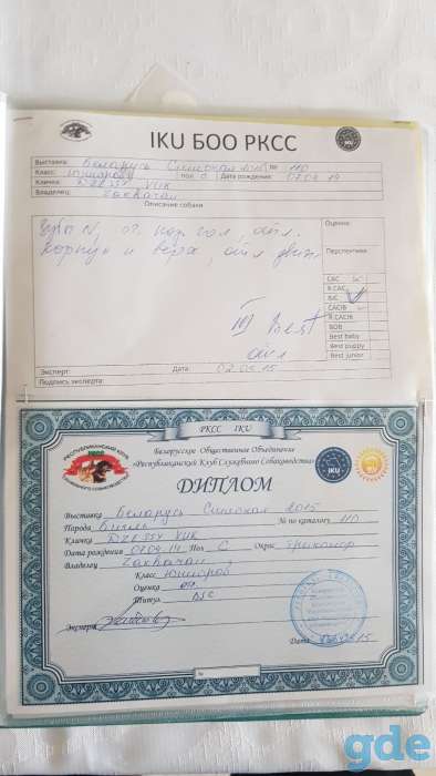 Продаются чистокровные щенки бигля!, фотография 15