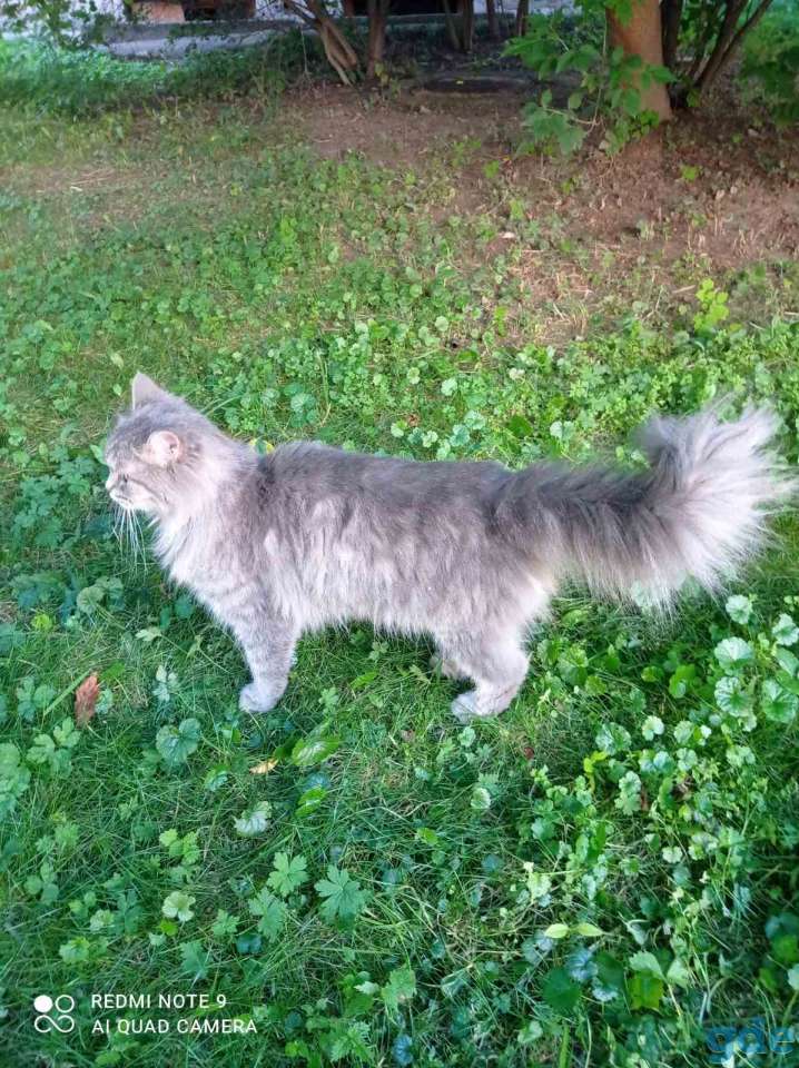 Кошка, фотография 1