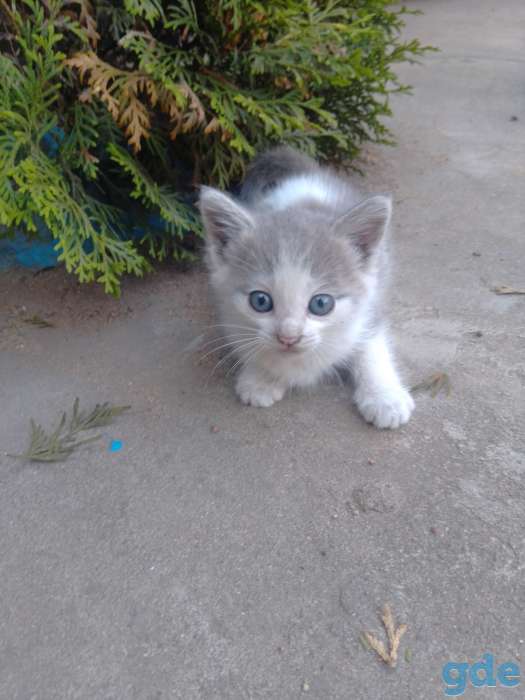 КОТЯТА, фотография 3