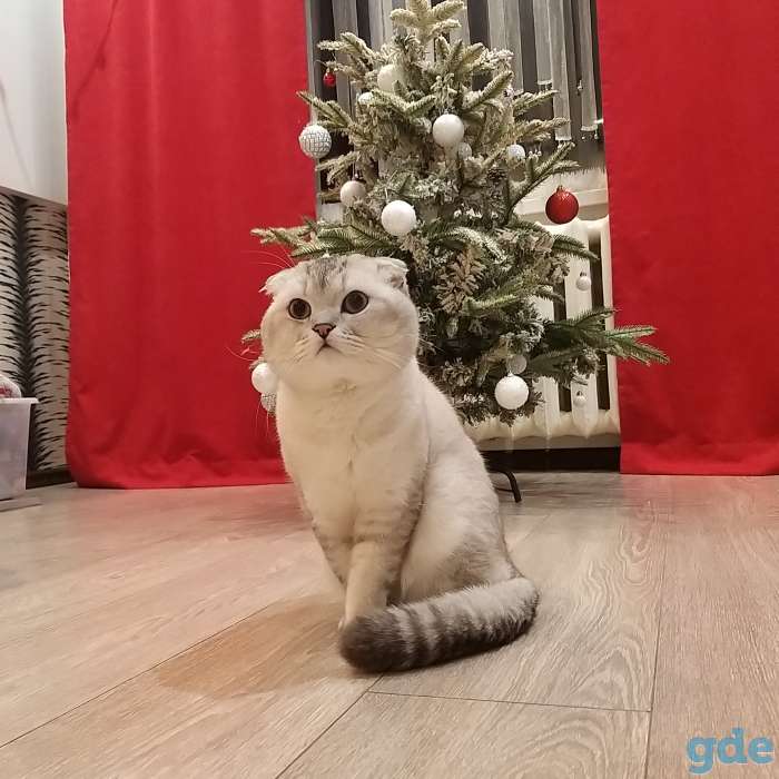 Шотландский вислоухий кот окраса серебристый шиншилла приглашает на вязку прямоухую кошечку, фотография 1