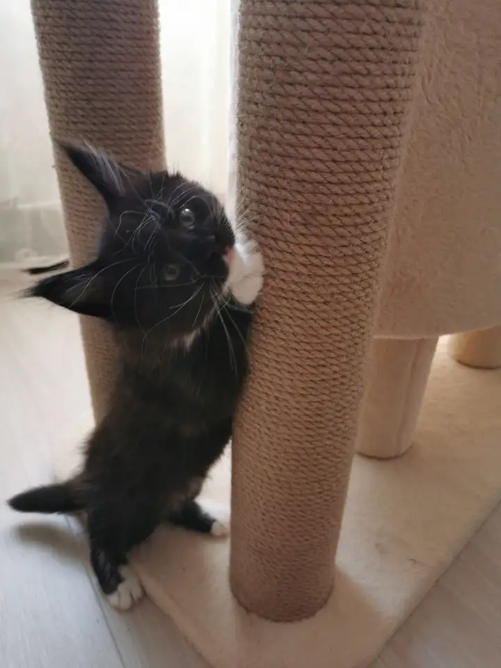 Котятa Мейн Куны из серцифицированного питомника, фотография 3