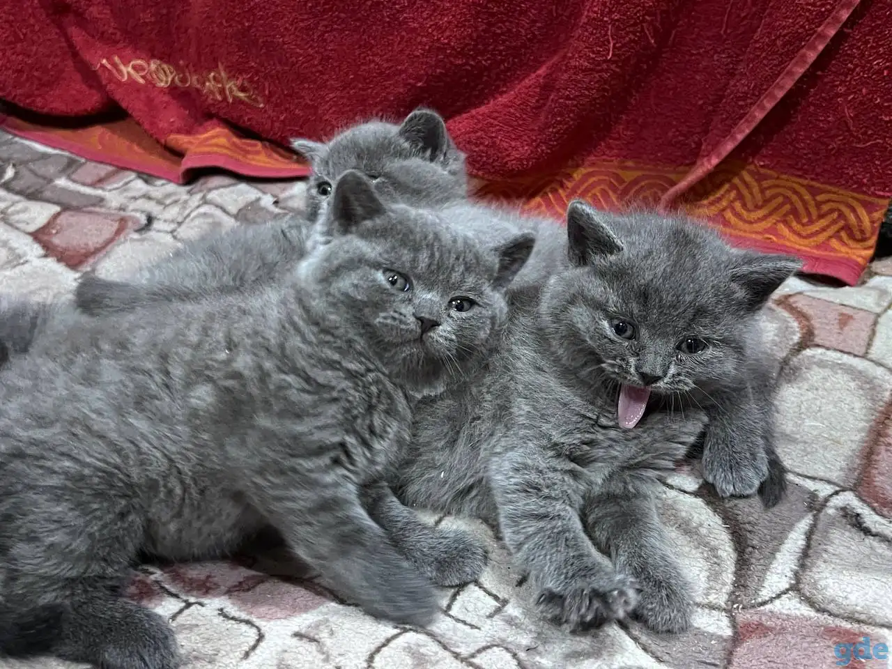 Британски чистокровные котята, фотография 2