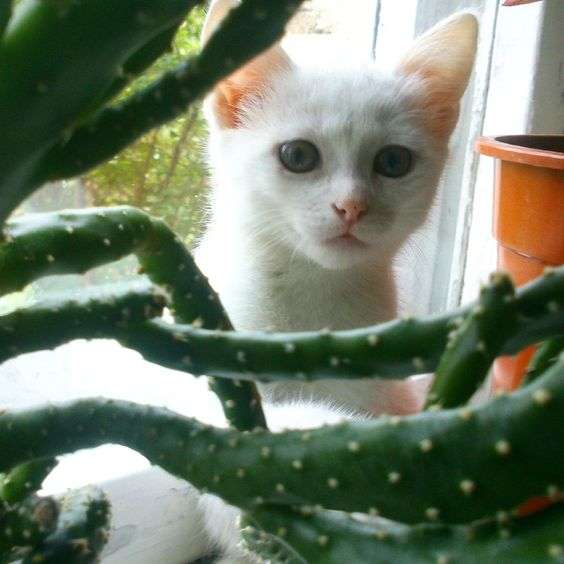 Отдам котят., фотография 2