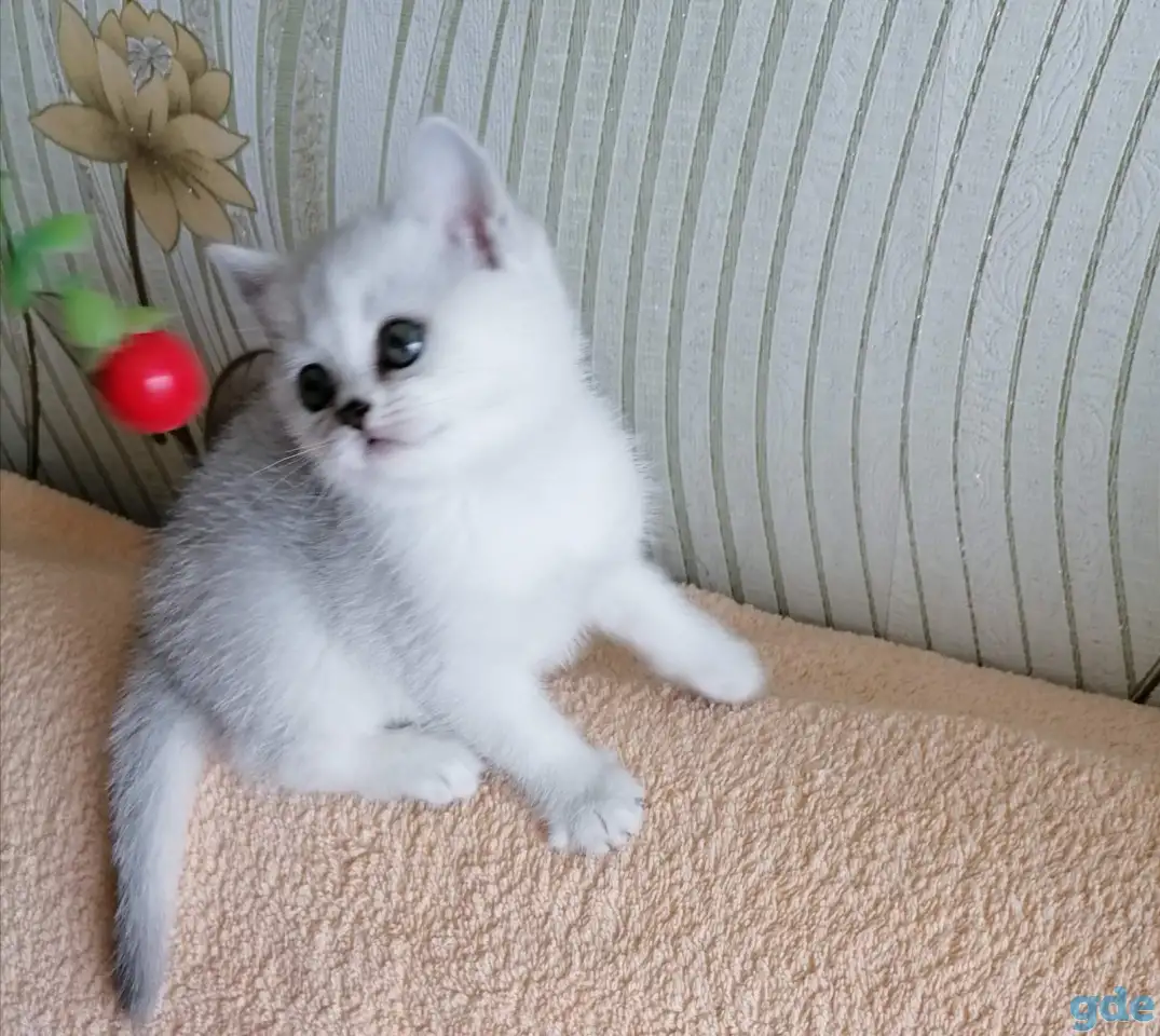 Британские котята, фотография 1