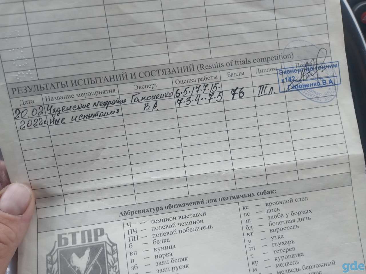 Продам щенков англо-русской гончей, фотография 4