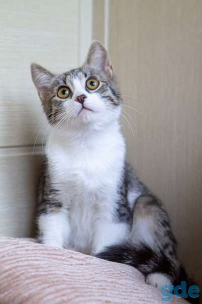 Котенок ищет дом, фотография 1